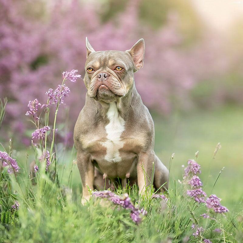 Zuchthündin Bonny von den Bully´s von Marienbrunn