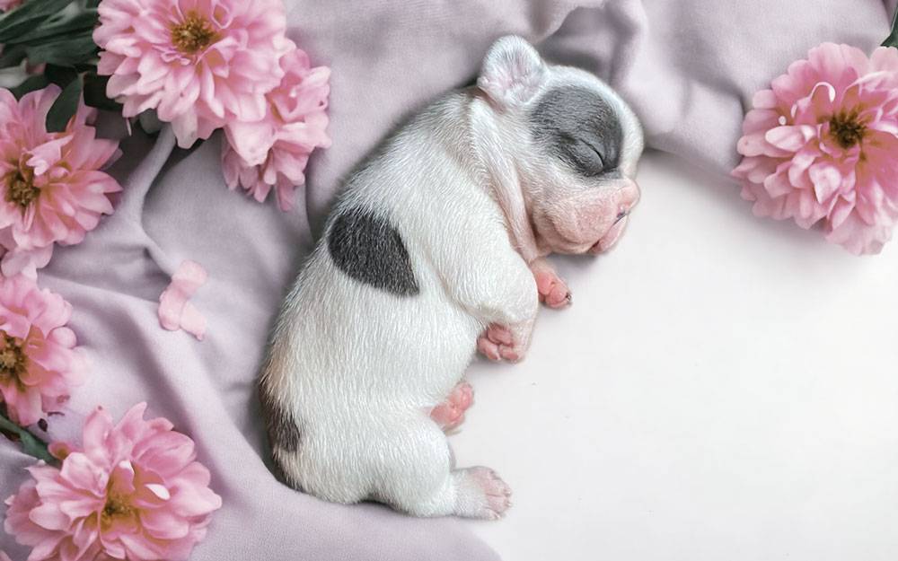 Hunde Welpen kaufen Französische Bulldoggen Welpen aus Leipzig - Bullys von Marienbrunn