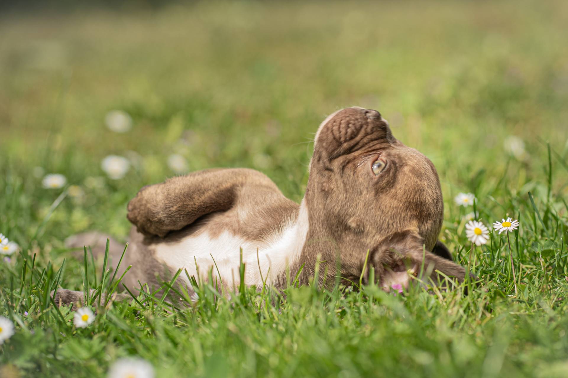 Frenchie Welpen kaufen in Leipzig Sachsen - Bullys von Marienbrunn