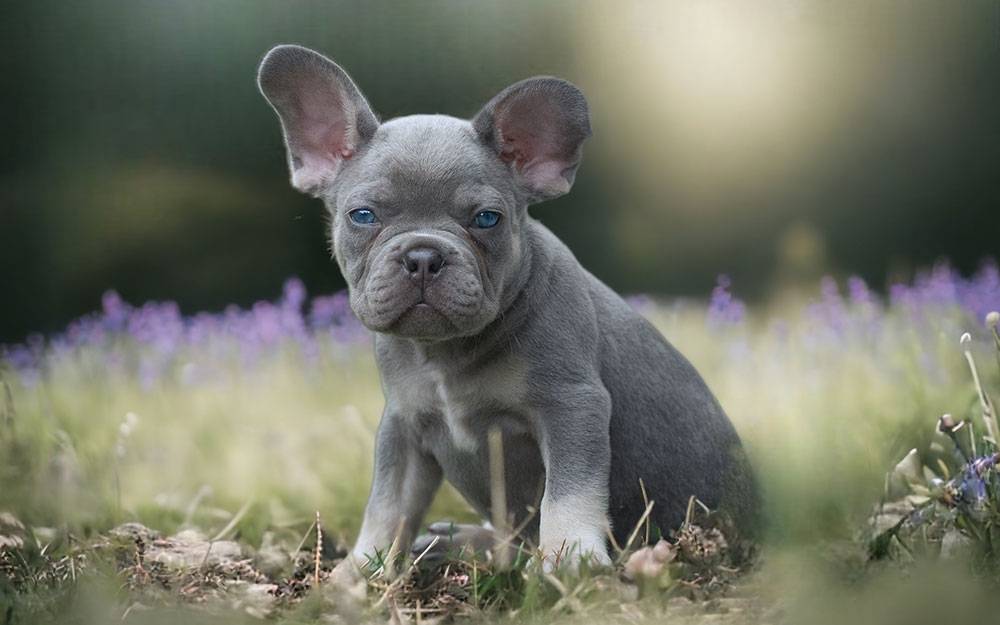 Hundewelpen kaufen Leipzig Frenchie Welpen kaufen in Leipzig Sachsen - Bullys von Marienbrunn