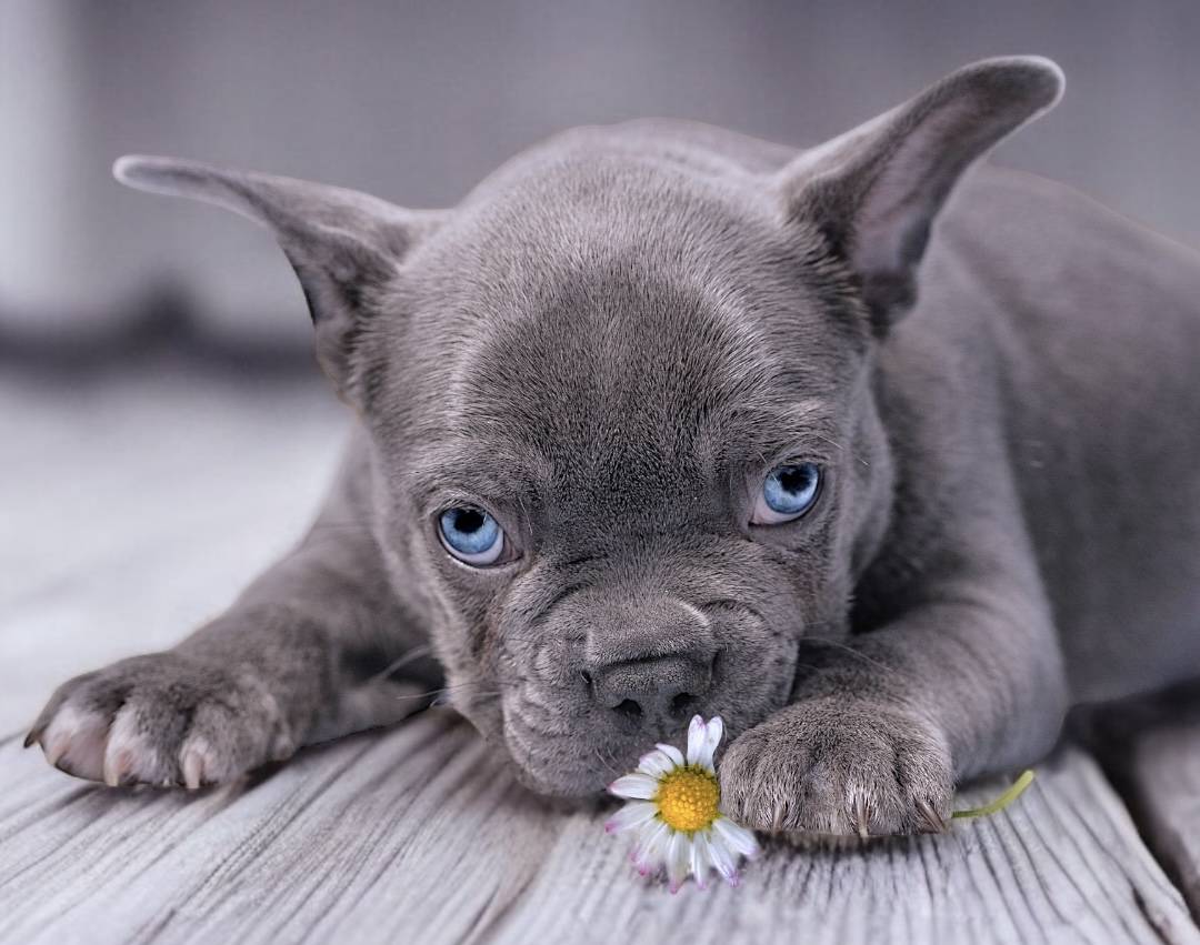 Hundewelpen kaufen Leipzig Frenchie Welpen kaufen in Leipzig Sachsen - Bullys von Marienbrunn