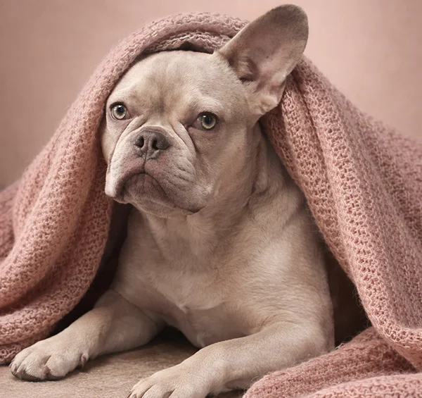 Junghündin Peanut von den Bully´s von Marienbrunn