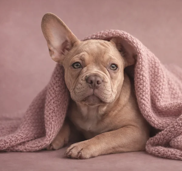 Junghündin Toffee von den Bully´s von Marienbrunn