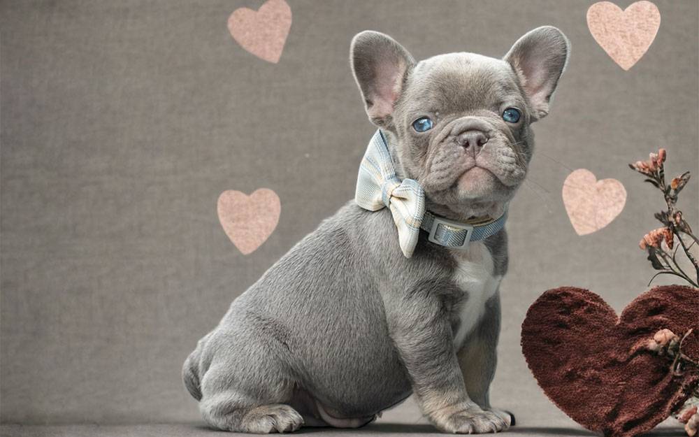 Französische Bulldoggen Welpen aus Leipzig - Bullys von Marienbrunn