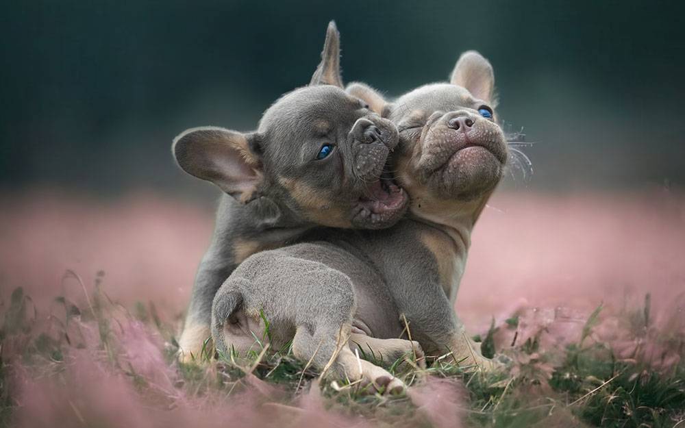 Frenchie Welpen kaufen in  Leipzig Sachsen - Bullys von Marienbrunn